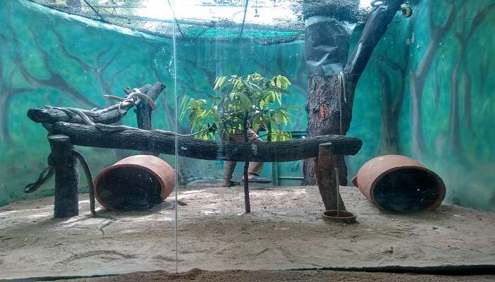 Diverse species of snake inside the cage at Snake Farm In Bangkok 