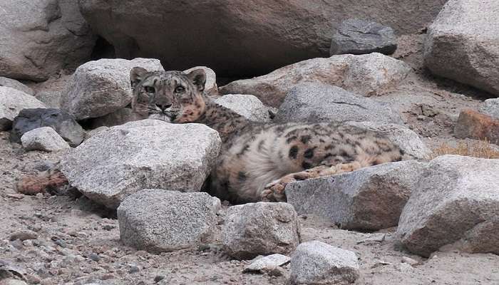 Check out the wildlife in Chumathang, Ladakh