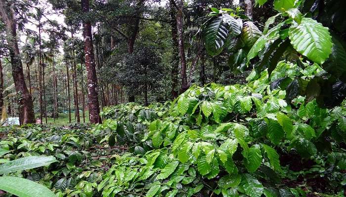 Coffee plantations at Agastya Lake are visited by tourists in large masses