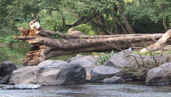 Begur Wildlife Sanctuary near Wayanad