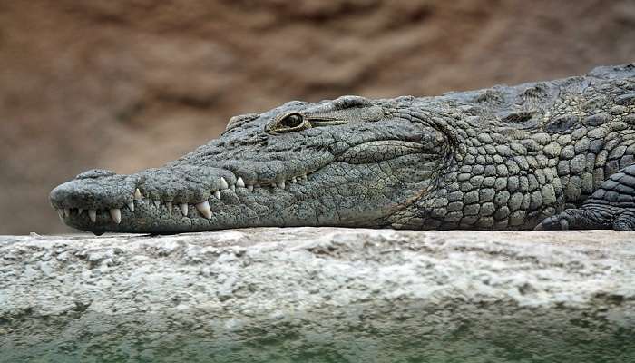 Amo Chhu Crocodile Breeding Centre