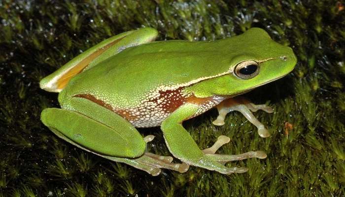 The Sanctuary also shelters several species of amphibians