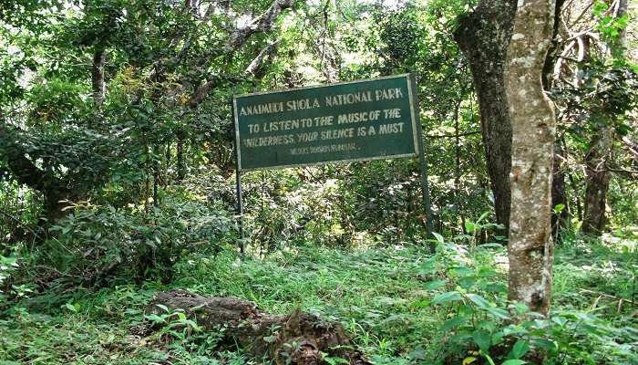 Anamudi Shola Park near the Kurinjimala Sanctuary.