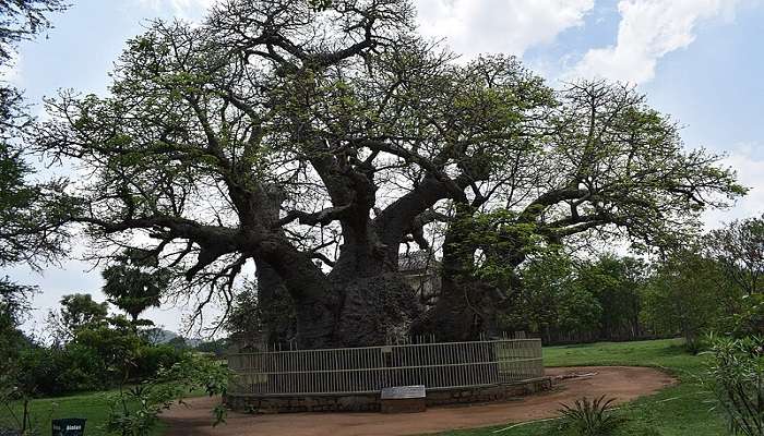 sized_Tree%22%29,_This_famous_old_Baobab_located_on_the_premises_of_Naya_Qila_02.jpg 500-year-old Boabab Tree, planted by Maharaja Bir Singh Dev. 