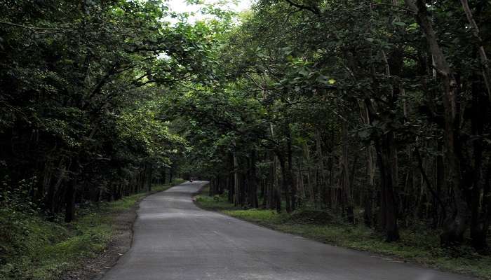 The view while on a drive to the tiger reserve