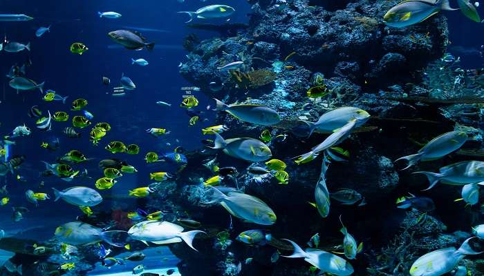 Aquarium has different fishes and species.