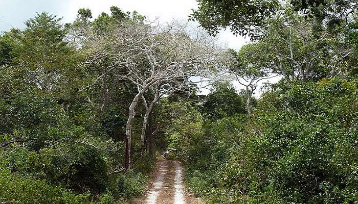 Visit Arabuko-Sokoke Forest In Kenya