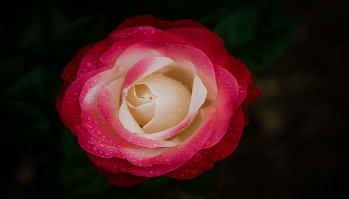 A stunning closer view of rose