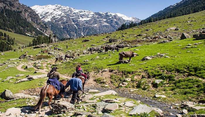 You may use a pony for the Aru to Lidderwat trek.