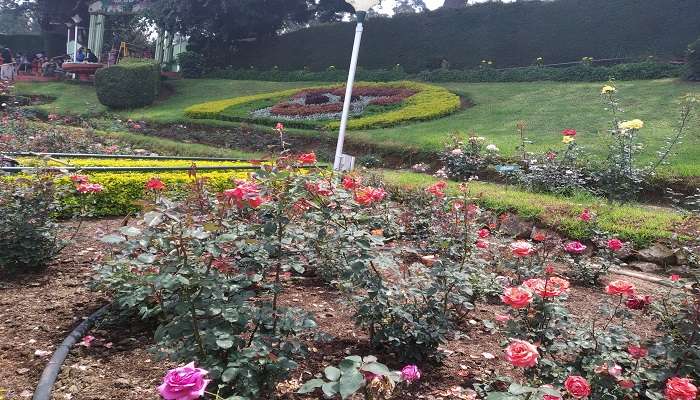 The picturesque view of the Rose Garden in Ooty 