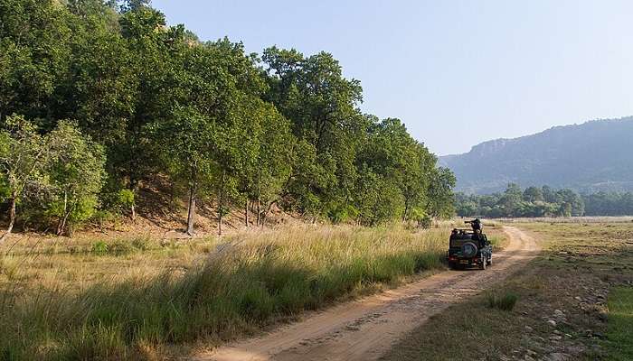 A wild encounter at Bandhavgarh National Park