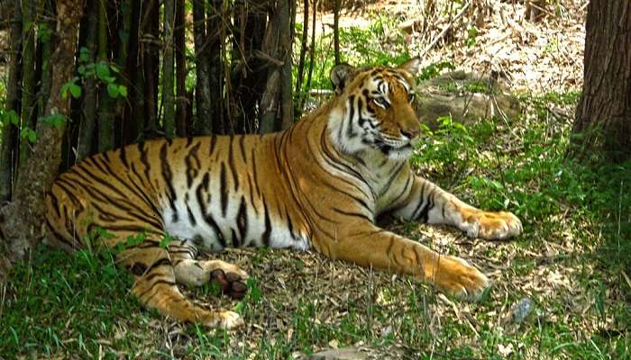 Beautiful Tigers in Bannerghatta Biological Park