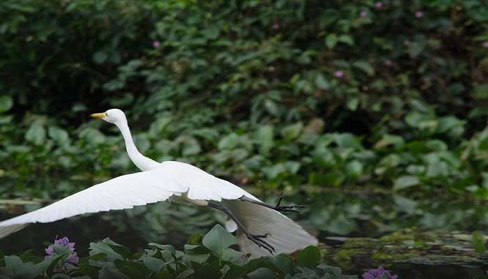 Details about Kumarakom Bird Sanctuary