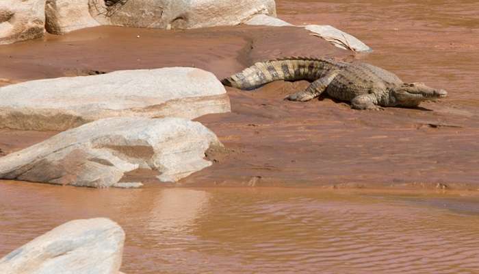 The best time to visit Shaba National Reserve is surely during the dry seasons from June to September