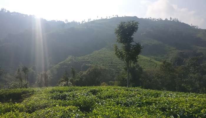 Tea plantations near Catherine Falls