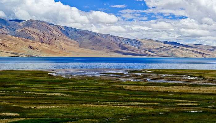 vegetation around the lake , Tso Moriri Lake in Ladakh