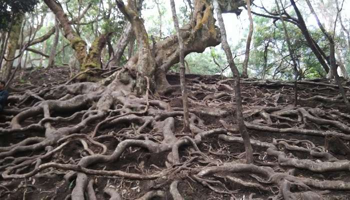 Guna Caves at the Kurinjimala Sanctuary.