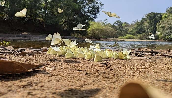 Aralam Wildlife Sanctuary during Annual Butterfly Survey