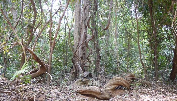 The Bhagwan Mahaveer Wildlife Sanctuary is located on the Western Ghats in Panjim City