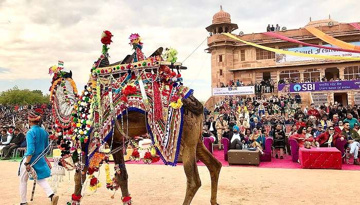 Camels partaking in the festival in Bikaner