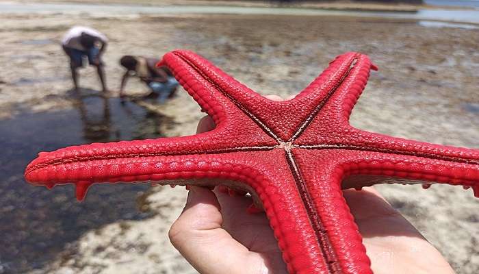 Starfish at Watamu Snake Farm near beach