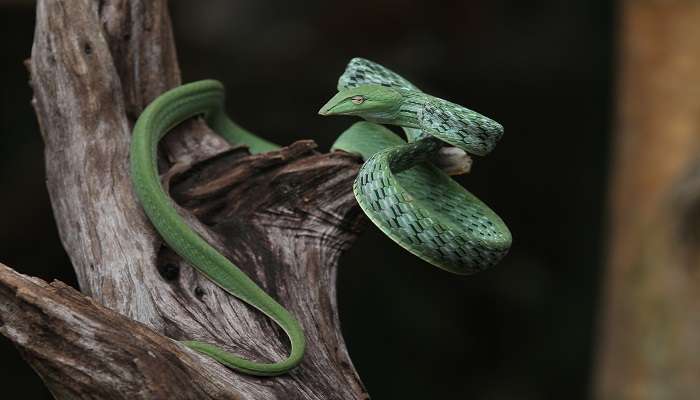 Vine Snake or long-nosed whip snake near the ruins of gedi.