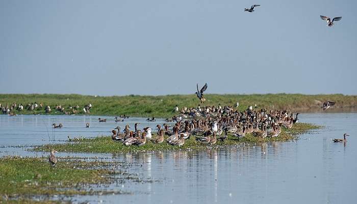 Enjoy watching different migrated birds at Nalabana bird Sanctuary near chilika lake 