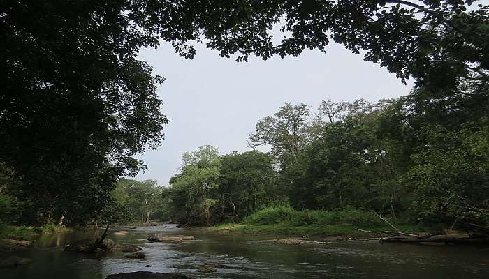 The natural habitat of bird life in Wayanad