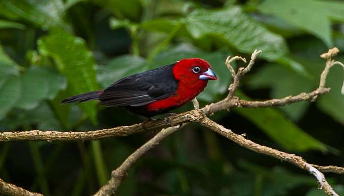 Enjoy bird watching in Kakamega Forest