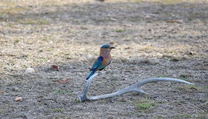 Indian Roller bird spotted in sanctuary 