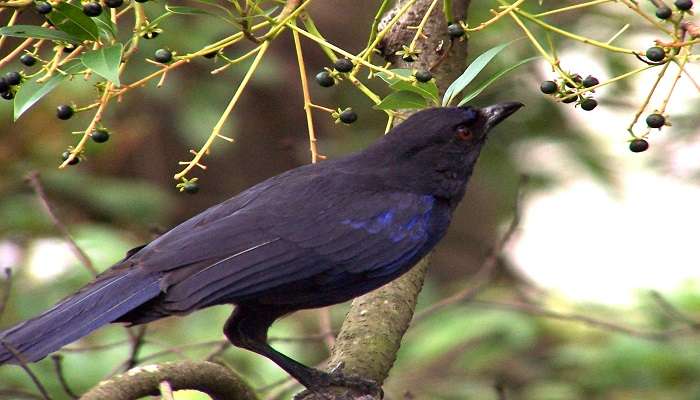 The Malabar Whistling Thrush is one of the most beautiful birds <div></div> 