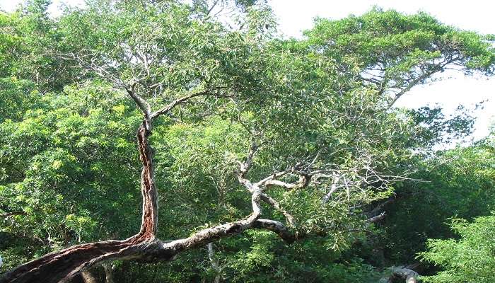 Lush greenery and trees are the natural hub for birdwatching