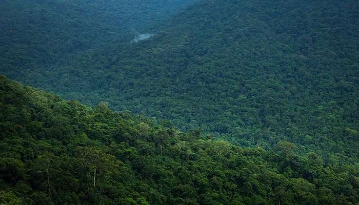 The Dense Bisle Reserve Forest us one of the best places to visit near Bisle Ghat View Point