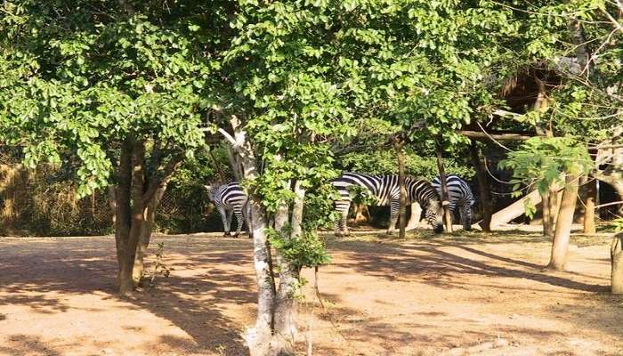 Zebra at the Nandankanan Zoological Garden