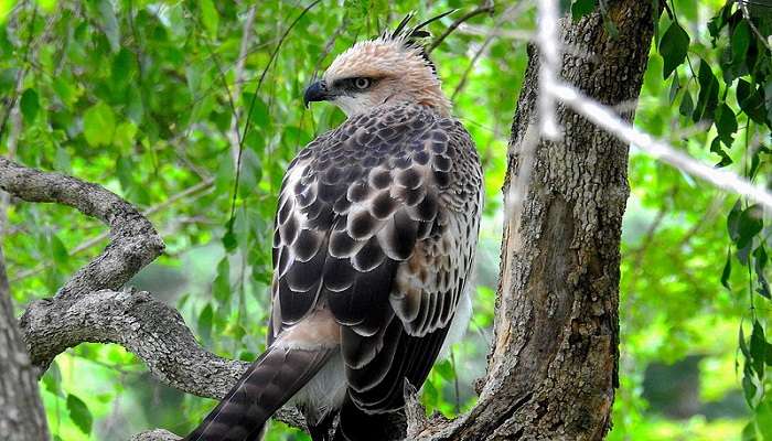 Spot Crested Hawk Eagle At Bundala National Park 