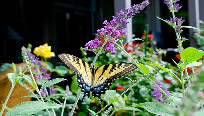 papillons en Butterfly Conservatory of Goa