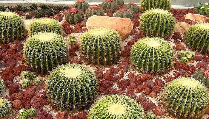 See the various types of cactus at this garden