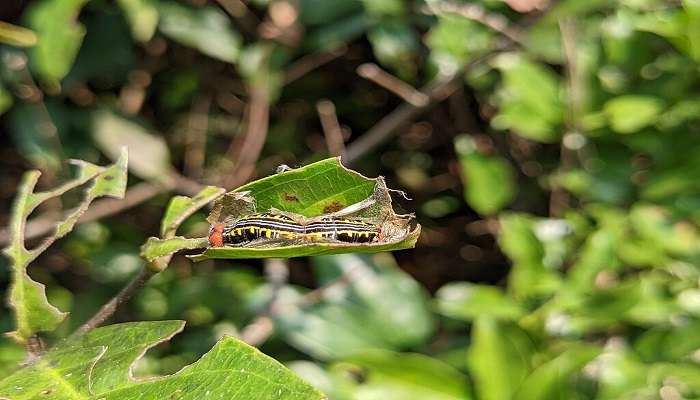 Capture the moment in Aralam Wildlife Sanctuary