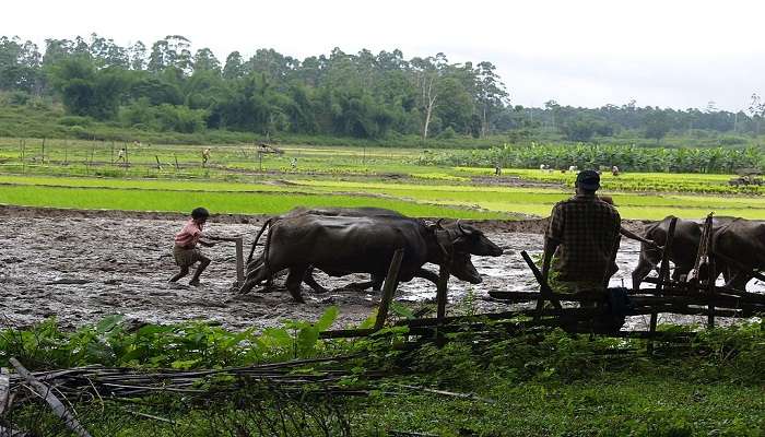 A farmer in farms in Kerala