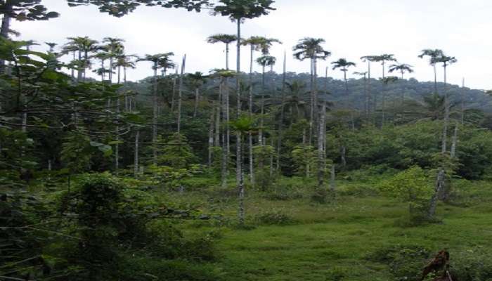 The view from Chain Tree, Wayanad