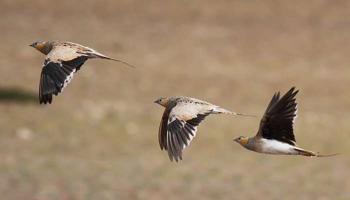 A view of Tibetan Sandgrouse in flight, Tso Kar, Ladakh