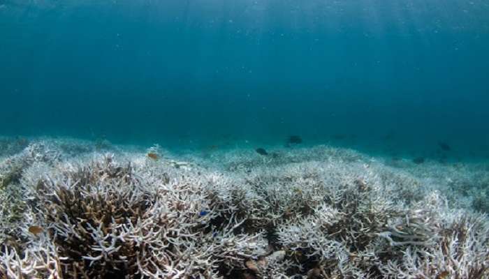 Coral reef of Point Pedro Beach