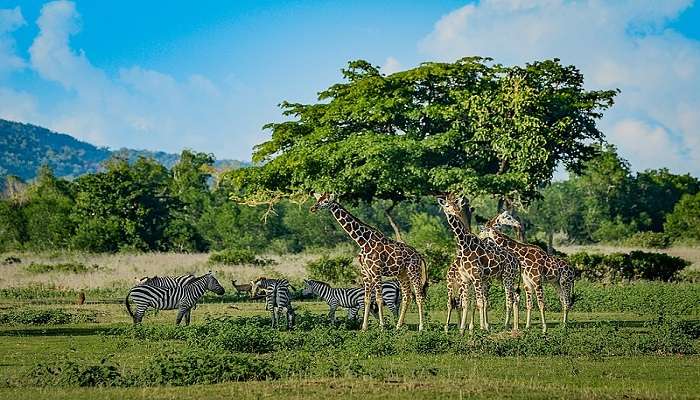 Giraffes are found at Crescent Island Game Sanctuary near lake Naivasha.