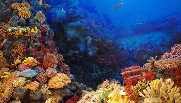  Explore colourful corals at the Dang island