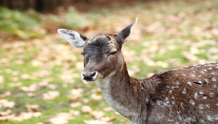 Visit Deer Park Yercaud to spot deer nearby