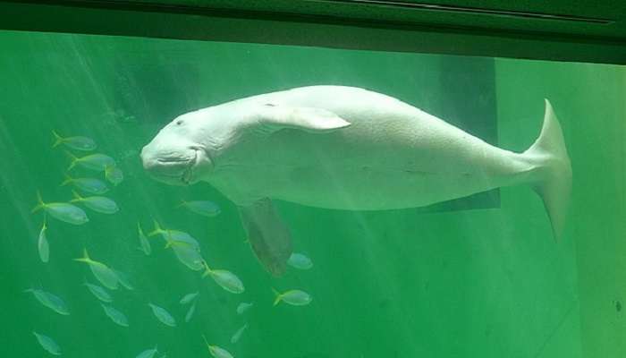Explore Dugong Island in Sea Life Sydney Aquarium