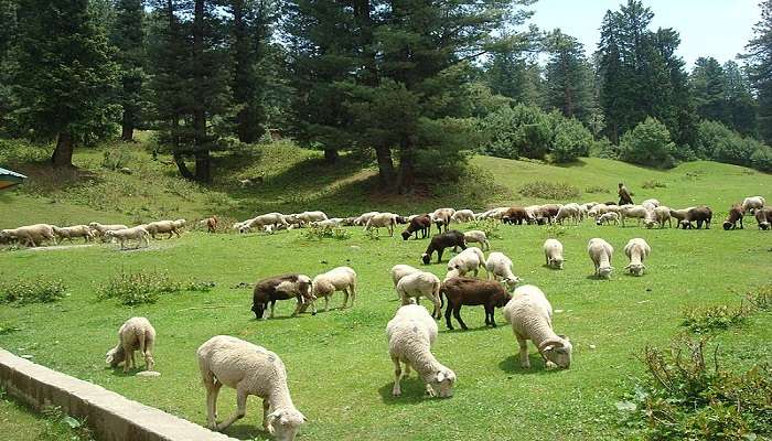 Sheep are grazing in the Yusmarg Kashmir Valley.
