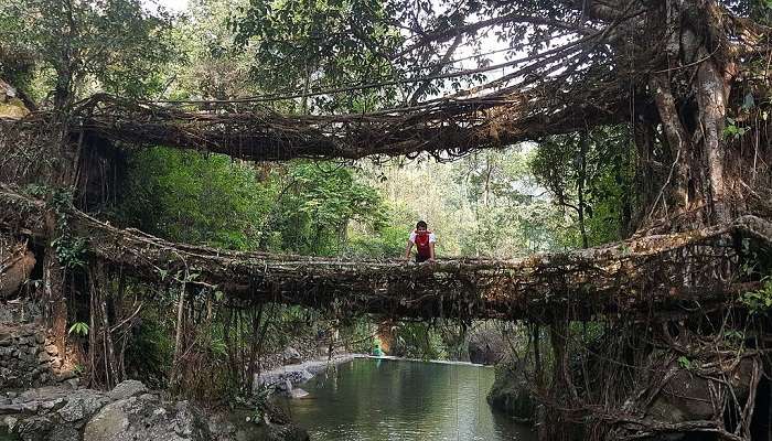 Umshiang Double-Decker Root Bridge, Meghalaya