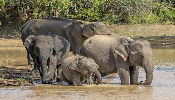 Asian elephants entering the water for a bath