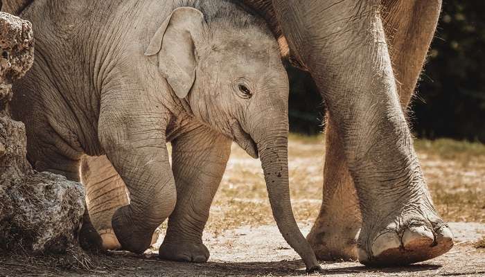  Interact with elephants at the Elephant Care Park Nei Dee